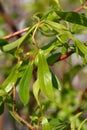 Dragons claw willow