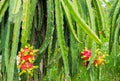 Dragons fruit, Pitahaya fruit plantation