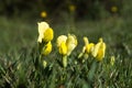 Dragons teeth flowers close up