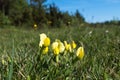 Dragons teeth flowers in a low angle view