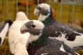 Birds. Dragoon pigeons Royalty Free Stock Photo