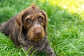 Drahthaar dog lies on the lawn Royalty Free Stock Photo