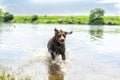 Drahthaar dog runs out of the river with spray Royalty Free Stock Photo