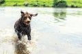 Drahthaar dog runs in the water with splashes Royalty Free Stock Photo