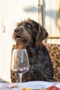 Drahthaar dog sits at a table Royalty Free Stock Photo