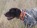 Drahthaar hunting dog Royalty Free Stock Photo