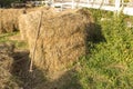 A drain of dried hay and a hand pitchfork nearby. A stack of freshly cut grass. Rural life concept.