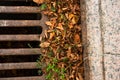 Drain grate with autumn leaves and curb Royalty Free Stock Photo