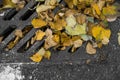 Drain grate with autumn leaves Royalty Free Stock Photo