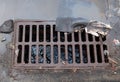 Drain grate with garbage Royalty Free Stock Photo