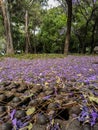 A drain among purple flowers Royalty Free Stock Photo