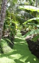 Drainage ditch covered in algae Royalty Free Stock Photo