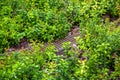 Drainage grid in the landscape for the drainage of rainwater in the deciduous garden. Royalty Free Stock Photo