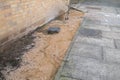 Drainage issue where pipes are blocked and brown waste water