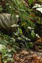 Drainage pipe letting out water on forest floor Royalty Free Stock Photo