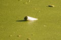 Drainage pipe peaking out of sludgy green goopy marsh water on a sunny day in holding pond