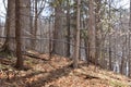 Drainage tubes snaking through the sugar bush