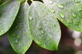 Draindrops on leaves Royalty Free Stock Photo