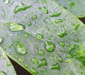 Draindrops on leaves Royalty Free Stock Photo