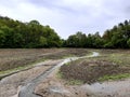 The drained pond full of mud from the fields tributaries of the streams feeds it will soon be cleaned by excavators