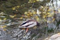 A drake bird ducked into the water. Royalty Free Stock Photo