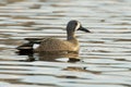 Drake Blue-winged Teal