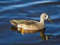 Drake Blue-winged Teal Feeding on Aquatic Plants Royalty Free Stock Photo