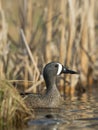 Drake Blue Winged Teal Royalty Free Stock Photo