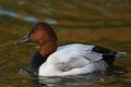 A drake Canvasback Duck, Aythya valisineria, swimming on a pond at Slimbridge wetland wildlife reserve.