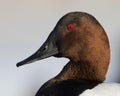 Drake Canvasback