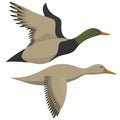 Drake and duck flying Royalty Free Stock Photo