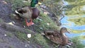 Drake and duck on the lake. Mallard - a bird from the family of ducks detachment of waterfowl.