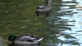 Drake and duck on the lake. Mallard - a bird from the family of ducks detachment of waterfowl.