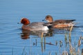 Northern Pintails - Anas acuta on a winters day resting on water.