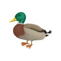 Drake duck, poultry breeding vector Illustration on a white background