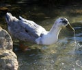 A pair of wild ducks in the lake Royalty Free Stock Photo