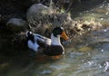 A pair of wild ducks in the lake Royalty Free Stock Photo