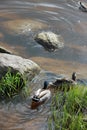 Drake and duck swimming on the water near green grass and grey s Royalty Free Stock Photo