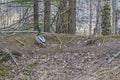 A Drake and a duck walk in the forest near a reservoir during the mating season. Two ducks created a mating pair in early spring f Royalty Free Stock Photo