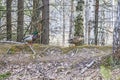 A Drake and a duck walk in the forest near a reservoir during the mating season. Two ducks created a mating pair in early spring f Royalty Free Stock Photo