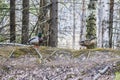 A Drake and a duck walk in the forest near a reservoir during the mating season. Two ducks created a mating pair in early spring f Royalty Free Stock Photo