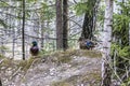 A Drake and a duck walk in the forest near a reservoir during the mating season. Two ducks created a mating pair in early spring f Royalty Free Stock Photo