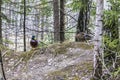 A Drake and a duck walk in the forest near a reservoir during the mating season. Two ducks created a mating pair in early spring f Royalty Free Stock Photo