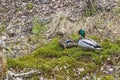 A Drake and a duck walk in the forest near a reservoir during the mating season. Two ducks created a mating pair in early spring f Royalty Free Stock Photo