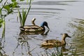 Drake and female mallard duck swimming in the lake, South park Royalty Free Stock Photo