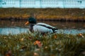 Drake in the Grass. Wild duck. Pond Royalty Free Stock Photo