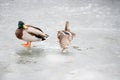 Drake And Hen Mallard Ducks On Ice In Winter Royalty Free Stock Photo