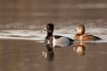 Drake and hen Ring-necked ducks rest during their spring