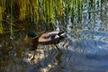 A drake hunts in the reeds. Male mallard in clear river water on the Dnieper River Royalty Free Stock Photo