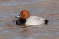 Drake Common Pochard - Aythya ferina at rest on water. Royalty Free Stock Photo